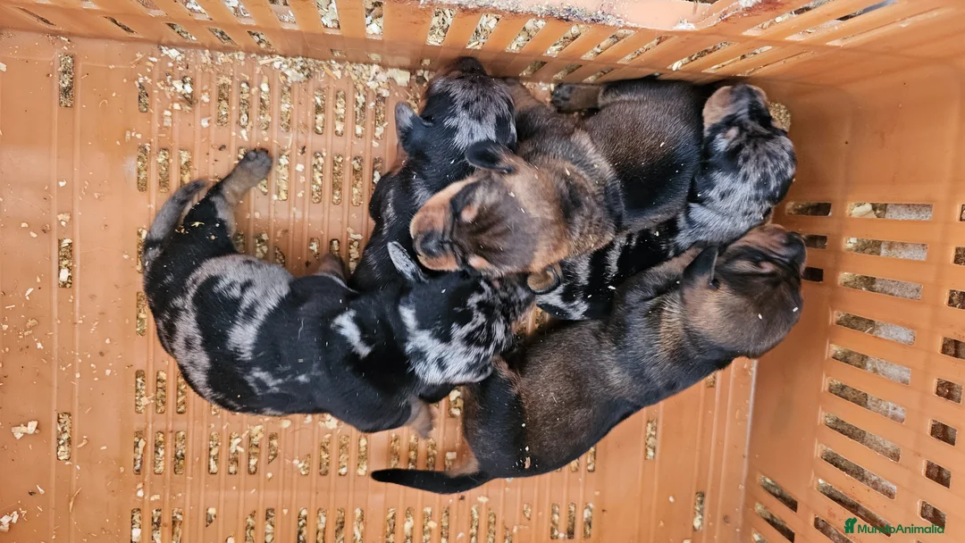 Teckel perros en venta:  Cachorritos de teckel  - Anuncio 1