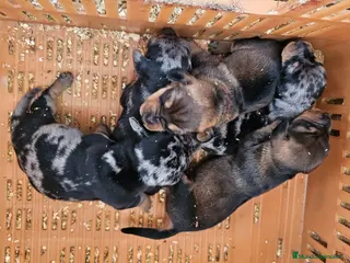 Teckel perros Cachorritos de teckel - Anuncio 1