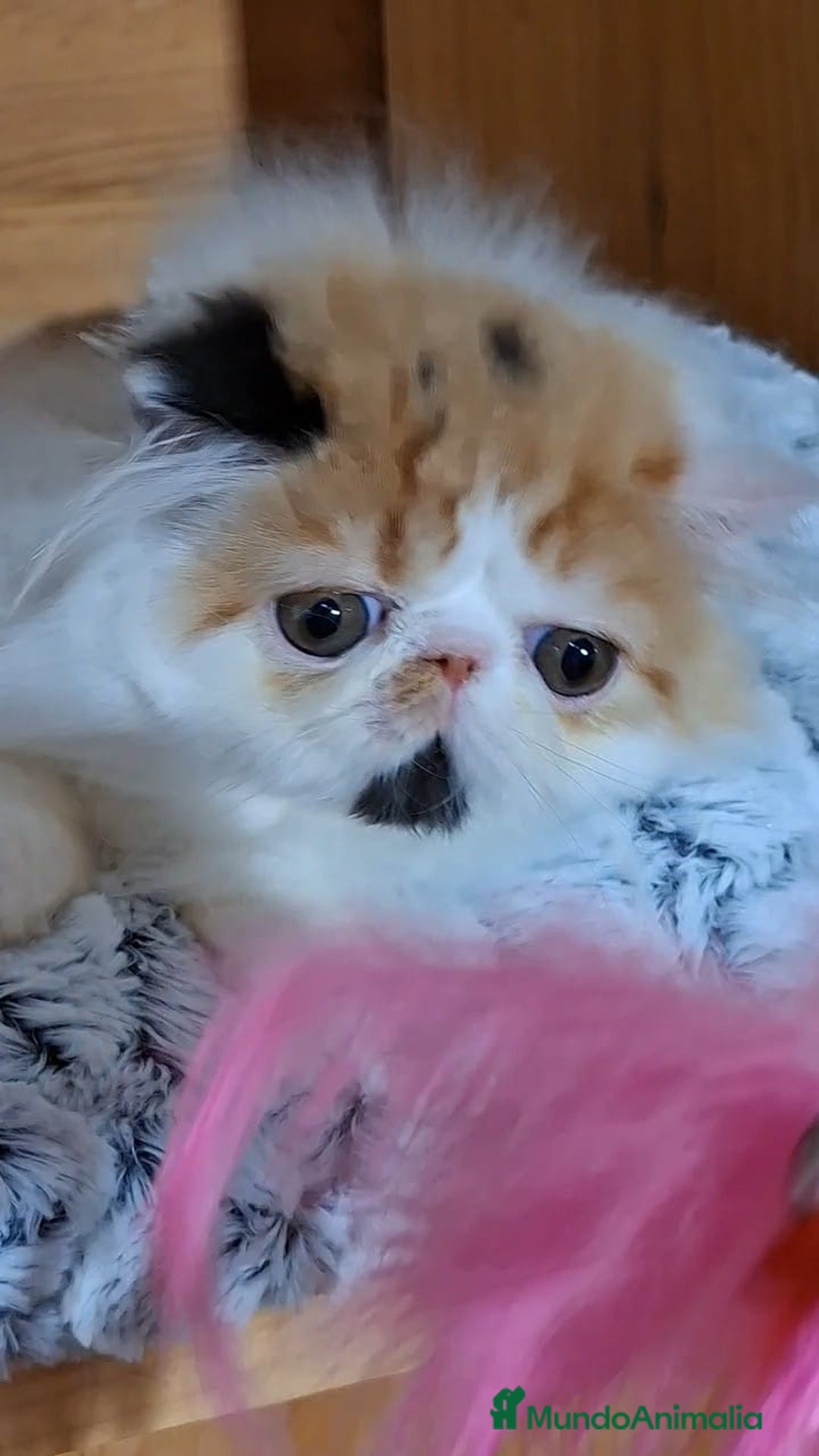 Persa gatos en venta: Preciosa Gata persa - Anuncio 10