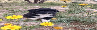 Perro de Agua Español Cachorro 4
