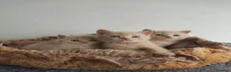 Británico de Pelo Corto gatos en venta: British shorthair  - Anuncio 3