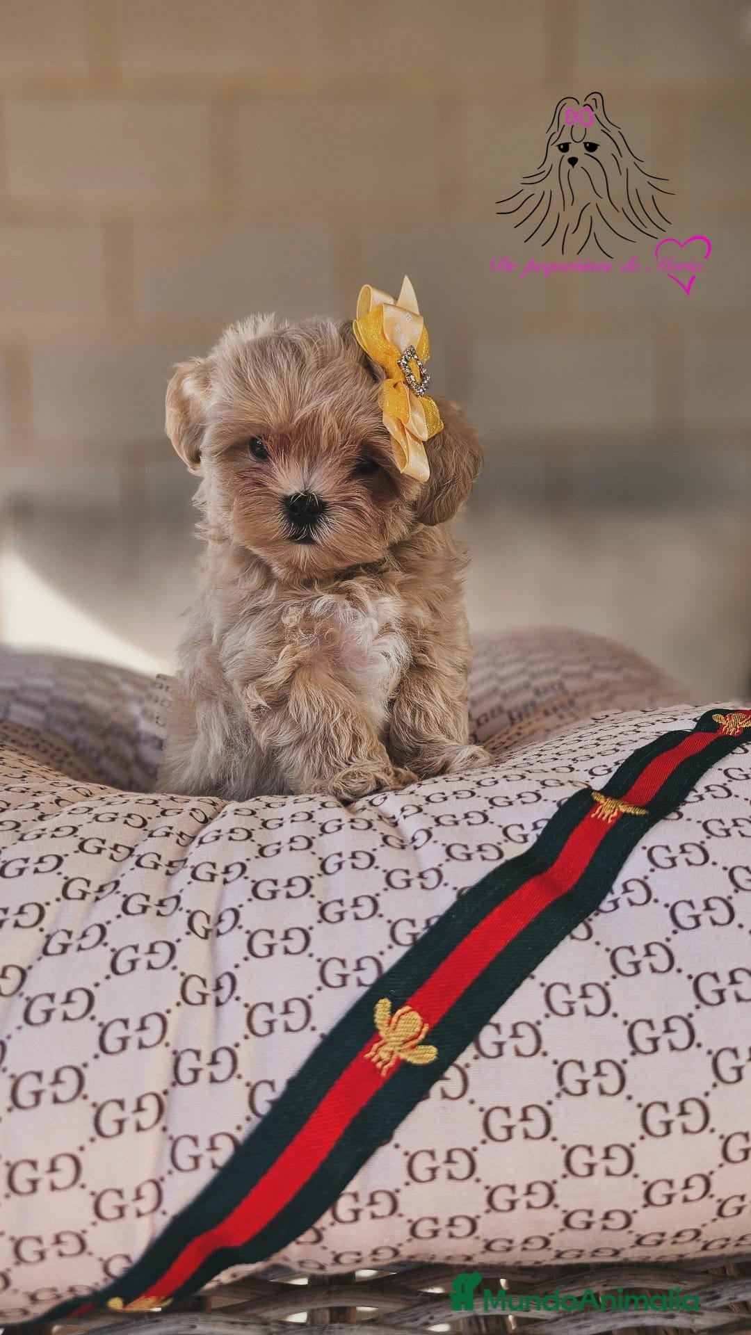 Maltipoo perros Maltipoo asiático miniatura  - Anuncio 5