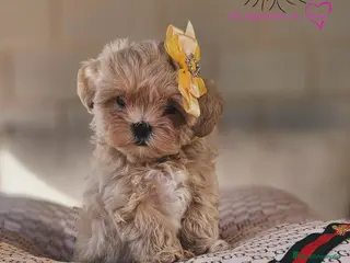 Maltipoo perros Maltipoo asiático miniatura - Anuncio 5