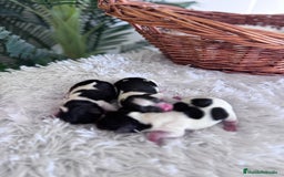 Yorkshire Terrier perros en venta: YORKSHIRE BIEWER HEMBRAS  - Imagen 7