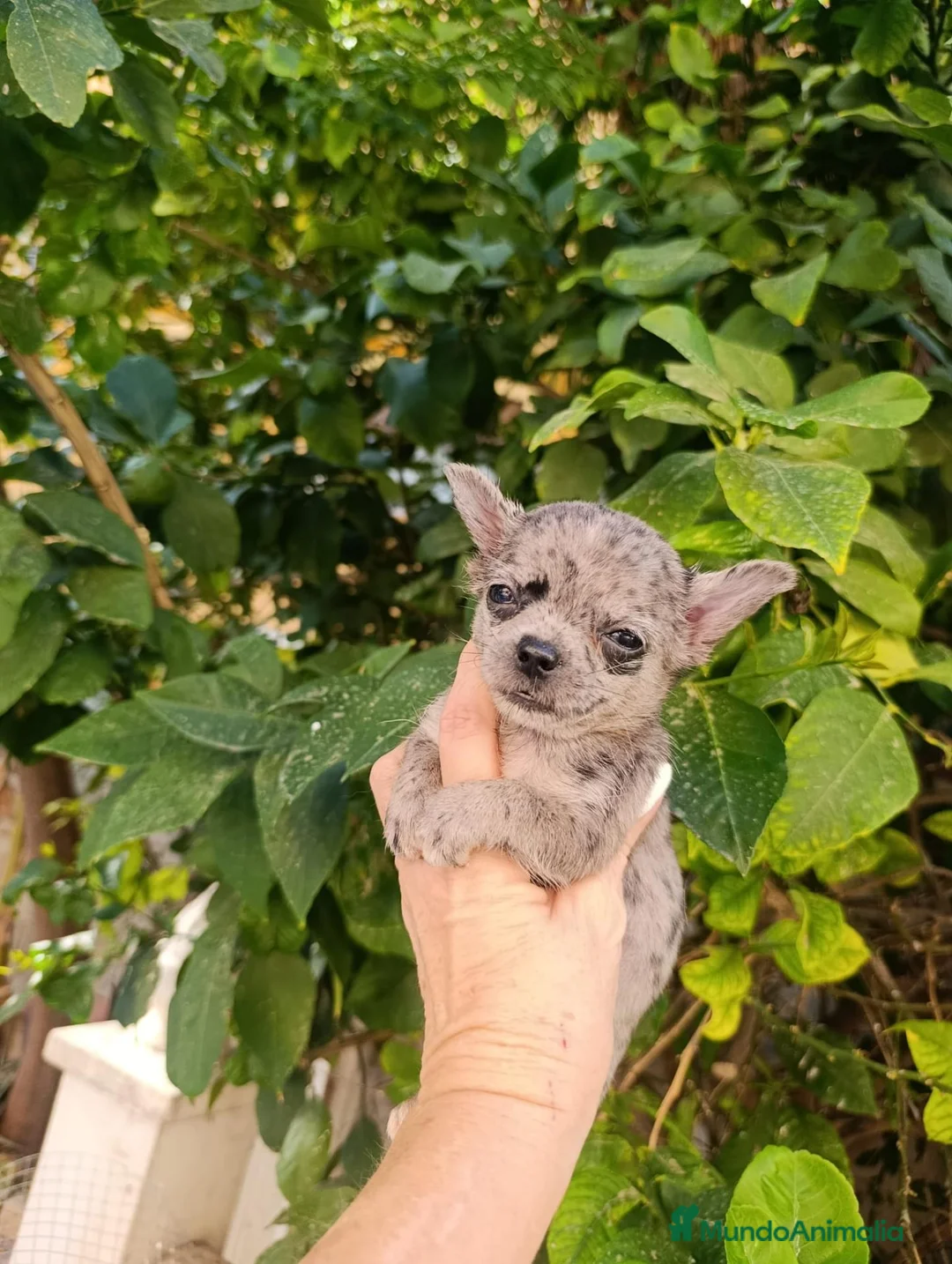 Chihuahua perros en venta: CHIHUAHUA MERLE - Anuncio 2
