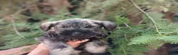 Schnauzer Miniatura perros en venta: Cadells de SCHNAUZER MINI SAL I PEBRE,  - Anuncio 4