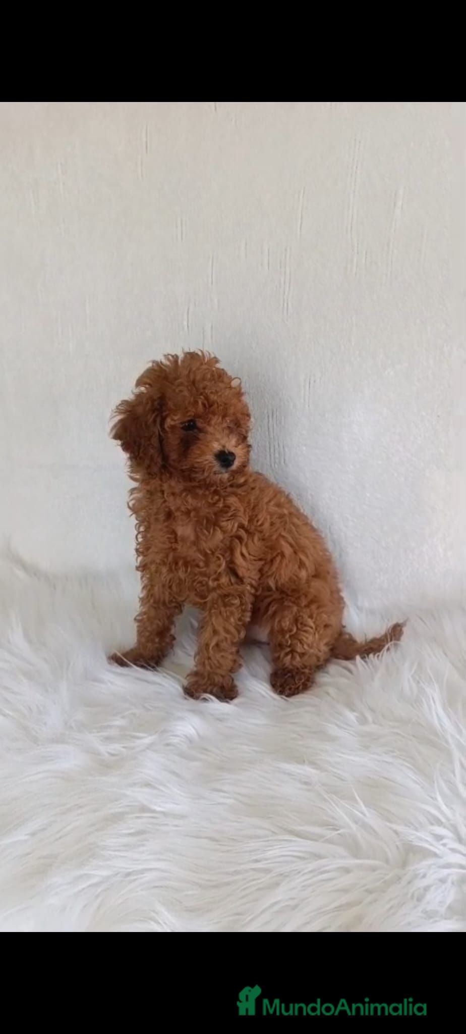 Caniche Toy perros Caniche toy  - Anuncio 1