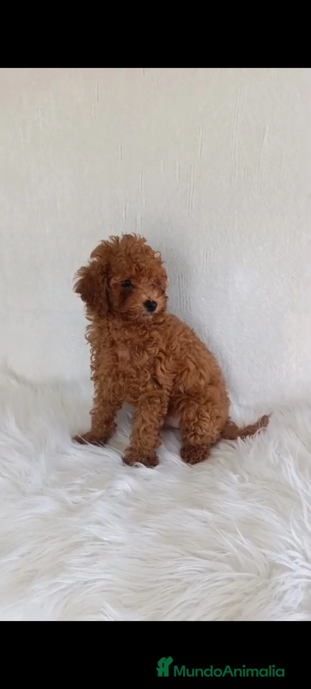 Caniche Toy perros en venta: Caniche toy  - Anuncio 1