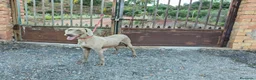 Otras razas perros en venta: Bracos de weimar de calidad  - Anuncio 11