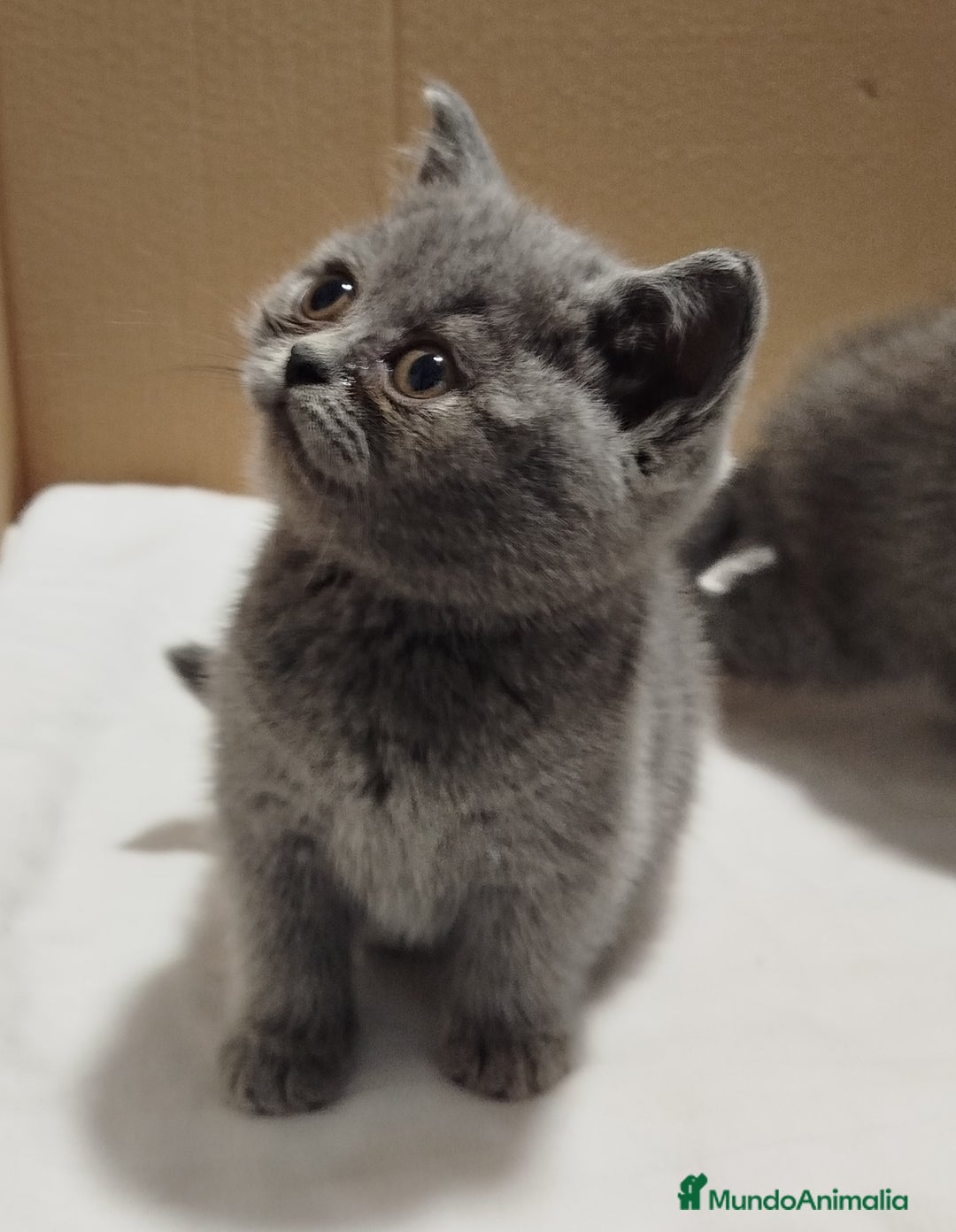Británico de Pelo Corto Azul gatos en venta: British Shorthair ultimo cachorrito - Imagen 2