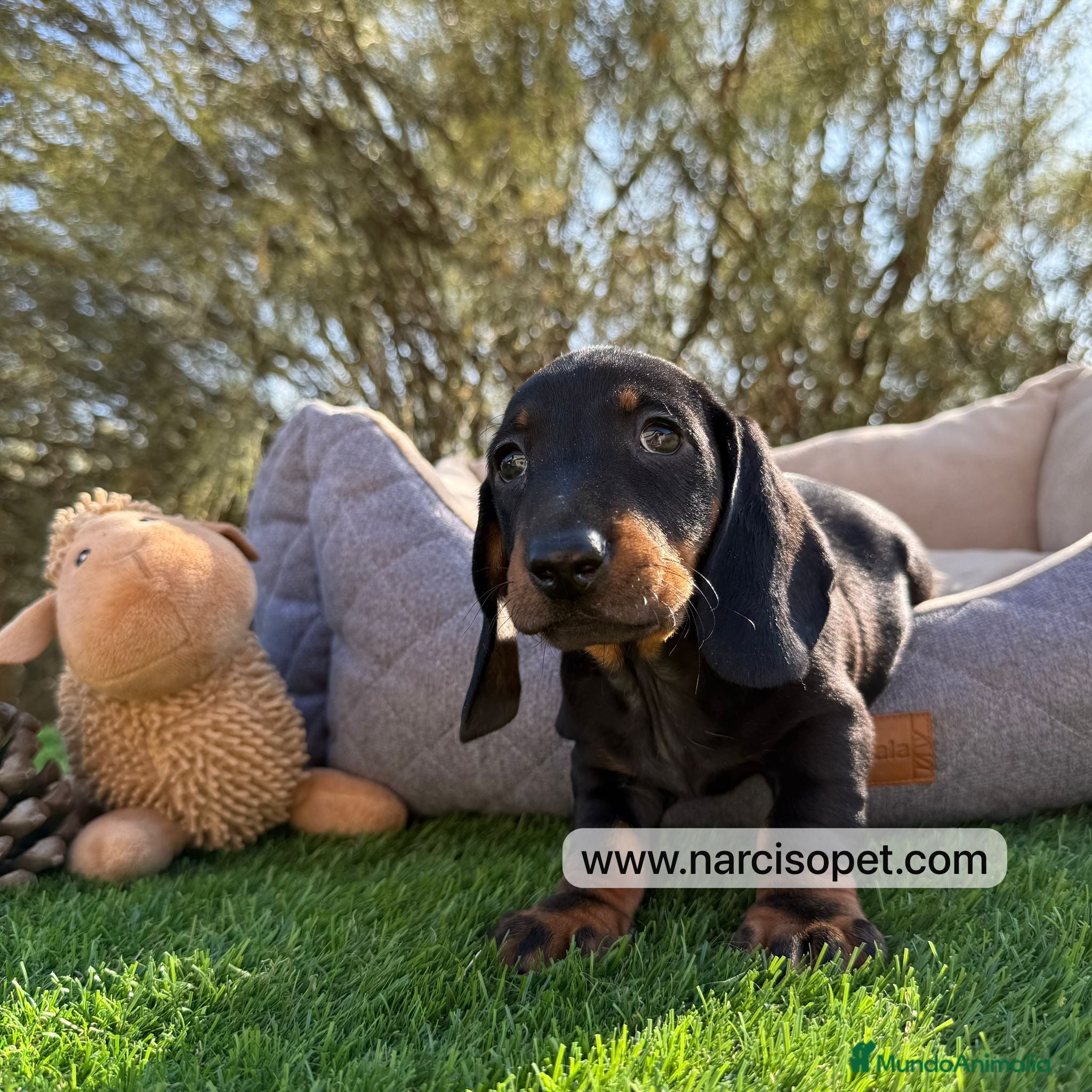 Teckel Miniatura perros CRIADERO DE TECKEL NEGRO FUEGO - Anuncio 6