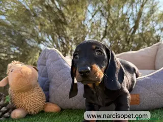 Teckel Miniatura perros CRIADERO DE TECKEL NEGRO FUEGO - Anuncio 31