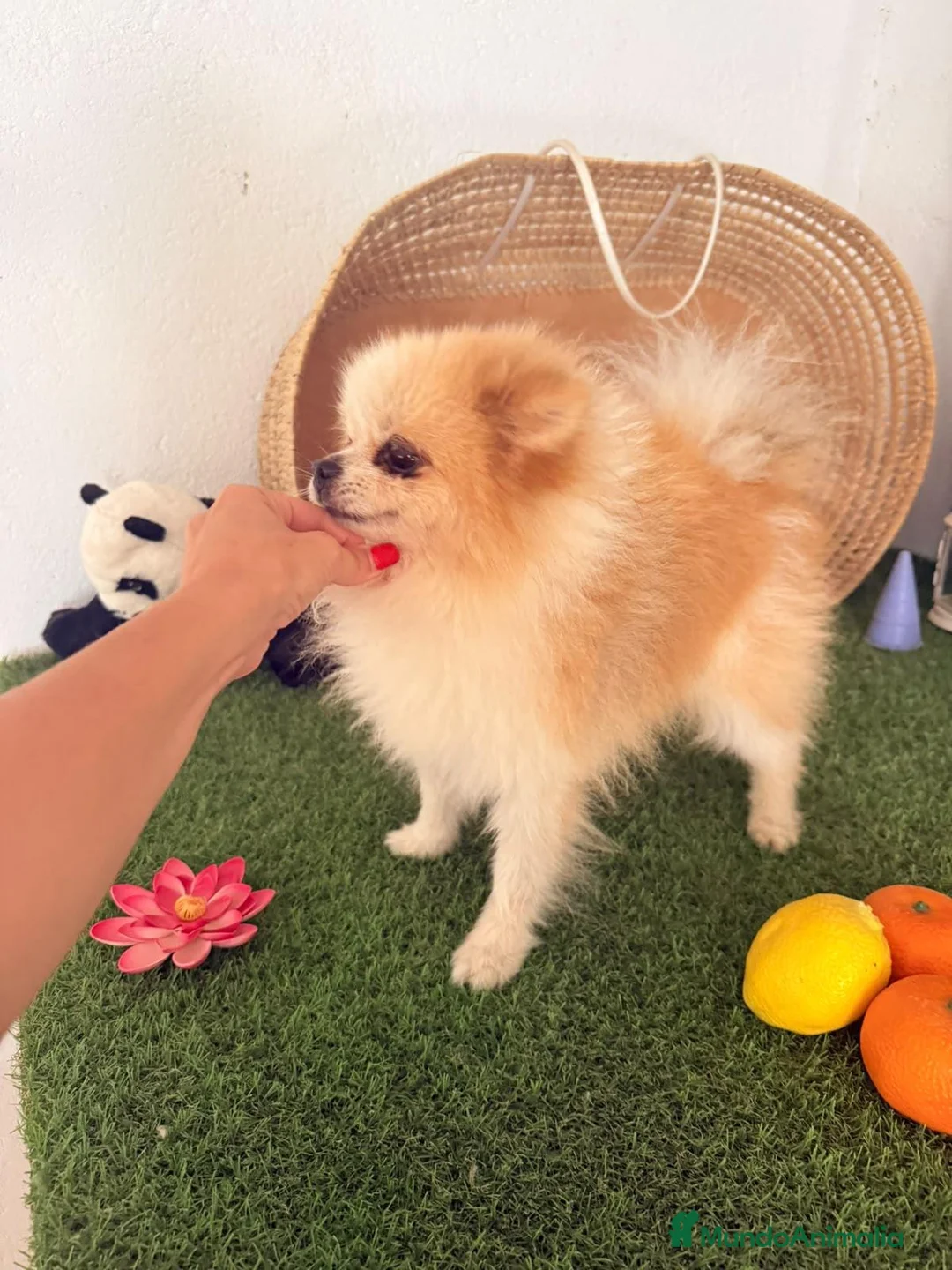 Pomerania perros en venta: Pomeranias adultos - Anuncio 5
