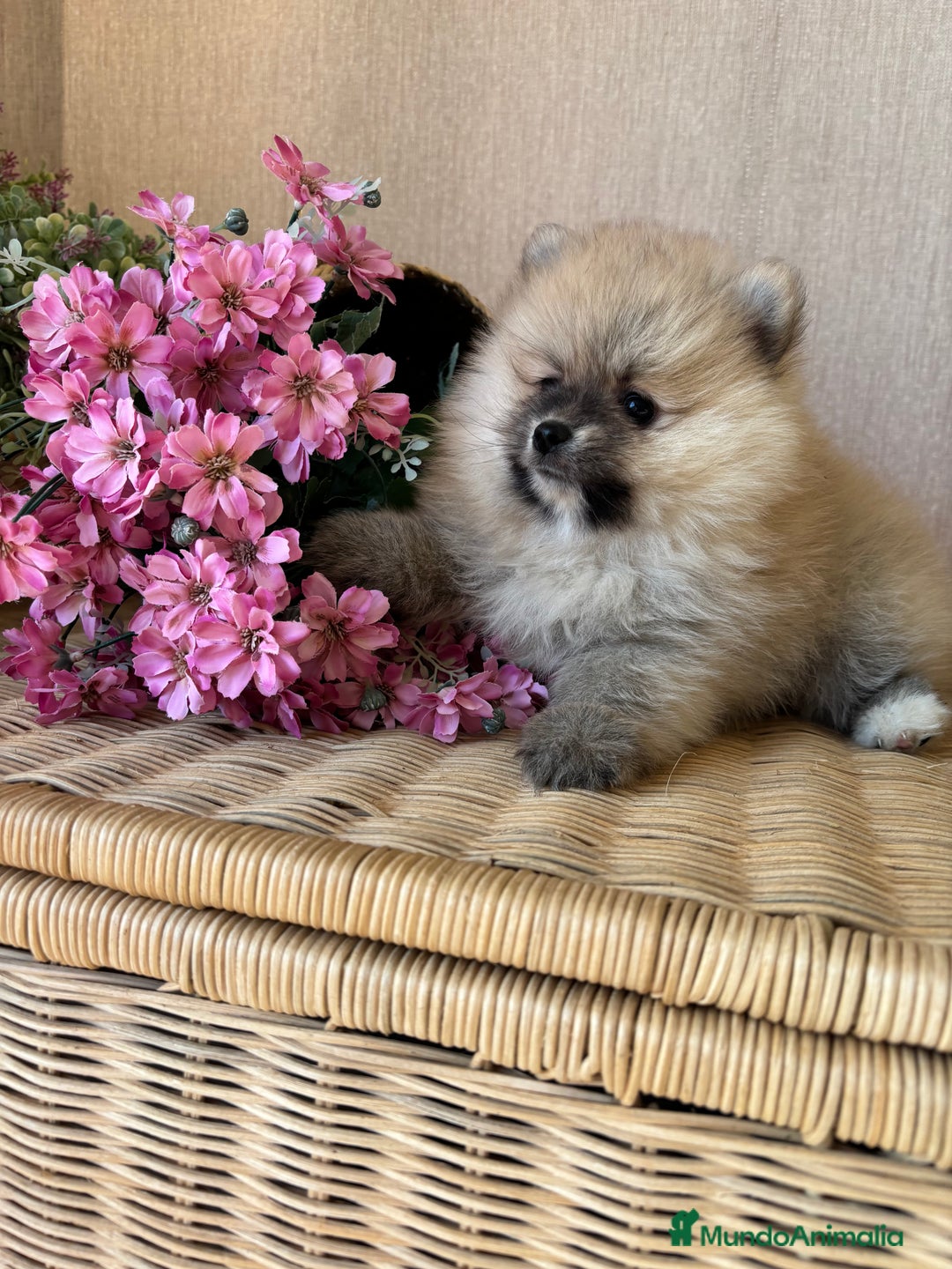 Pomerania perros en venta: Pomerania hembra color sable !!! - Imagen 8