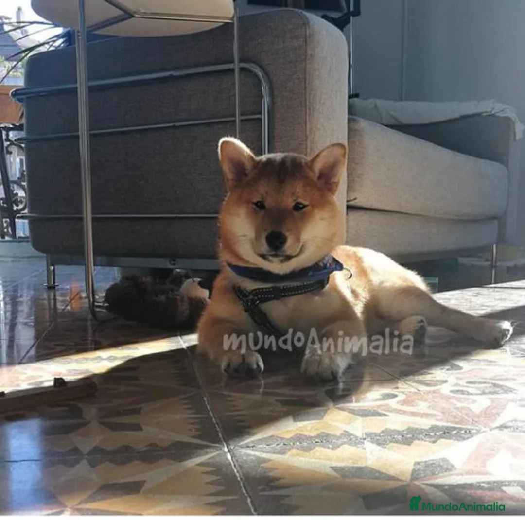 Imagen de galería {{count}}