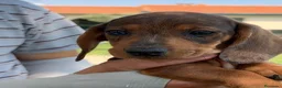 Teckel Miniatura perros en venta: Preciosa hembrita y macho Teckel mini choco Merle  - Anuncio 12