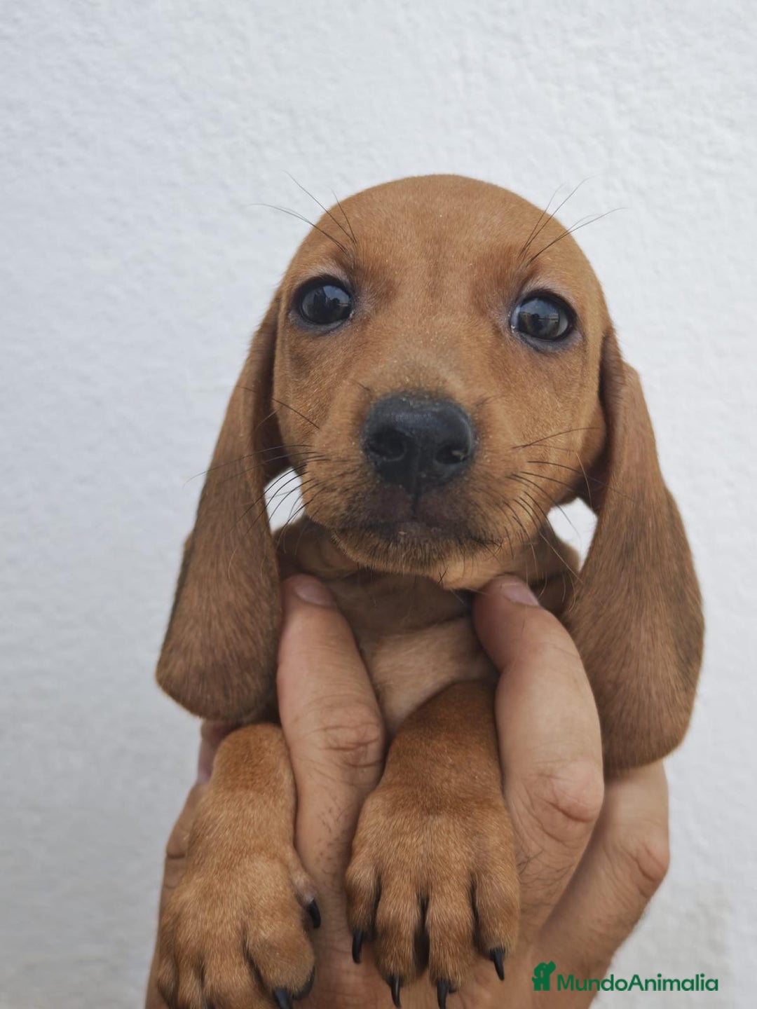 Teckel perros en venta: CAMADA DE TECKEL - Imagen 4