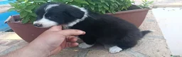 Border Collie perros en venta: Border colli - Anuncio 8