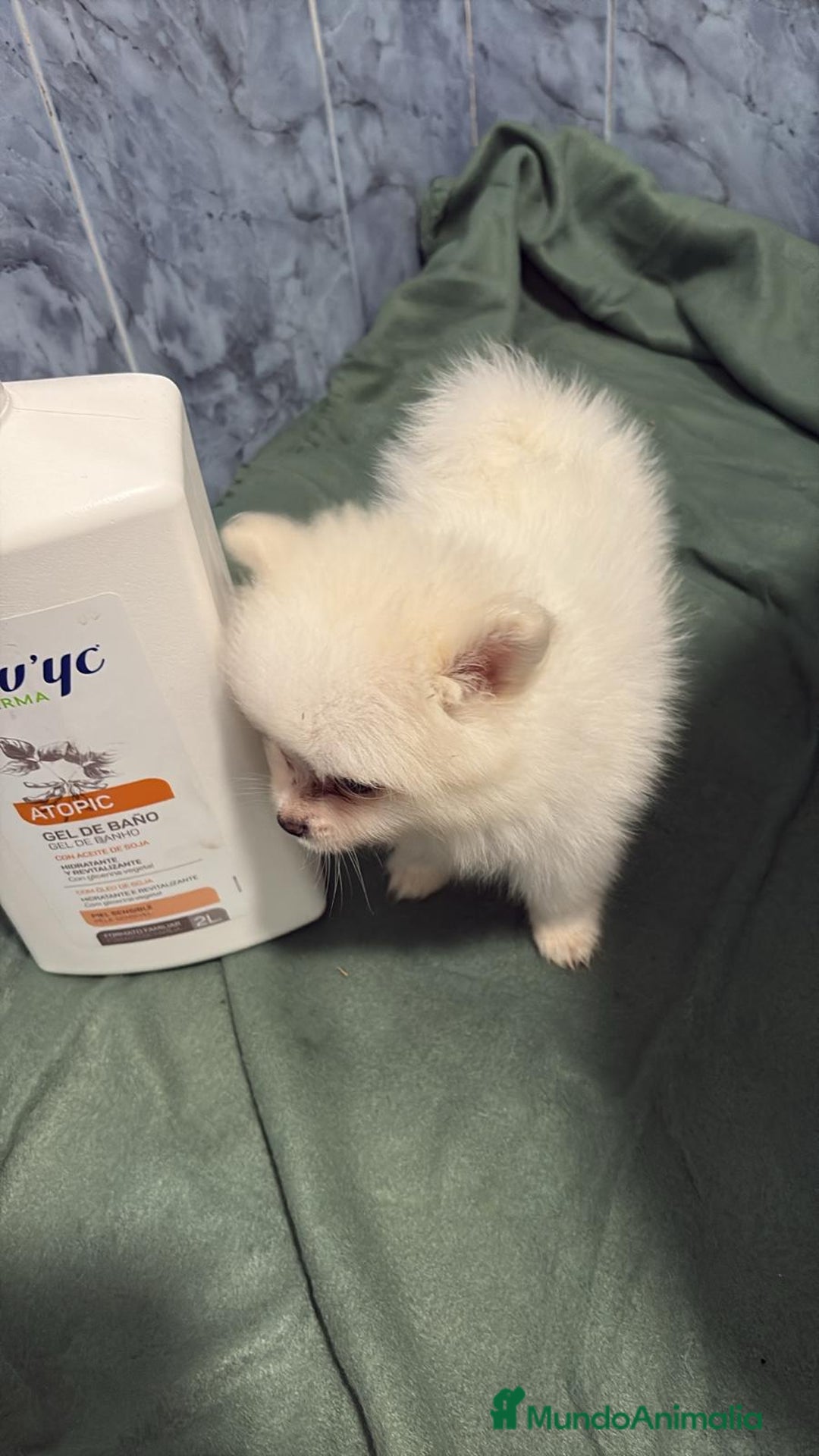 Pomerania perros en venta: Lulu pomerania mini toy  - Imagen 9