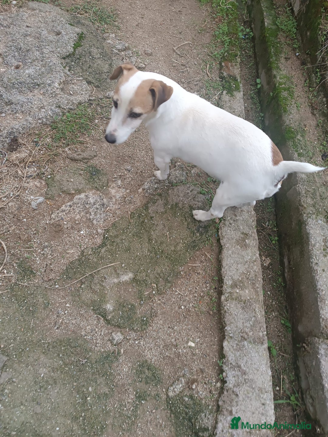 Jack Russell Terrier perros en adopcion: Macho jac Russell adulto adopcion - Anuncio 3