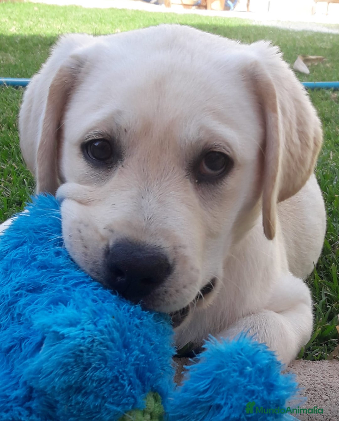 Labrador Retriever perros en venta: Cachorros labrador amarillo top - Imagen 4