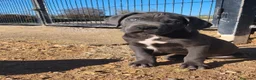Cane Corso perros en venta: Cane corso  - Anuncio 4