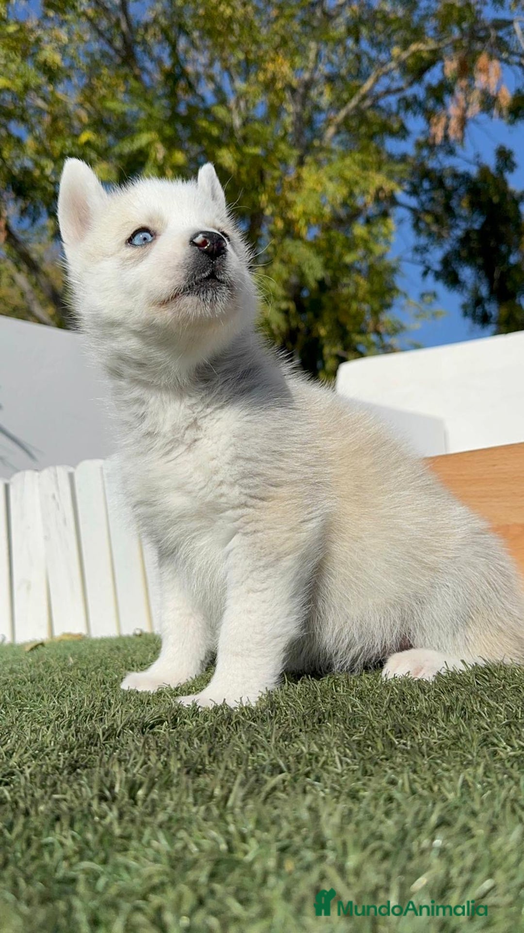 Husky Siberiano perros en venta: HUSKY SIBERIANO - Anuncio 4