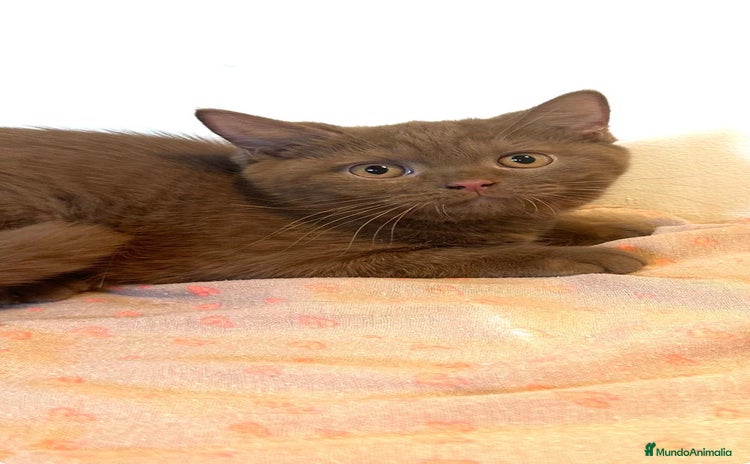 Británico de Pelo Corto gatos - Anuncio 4