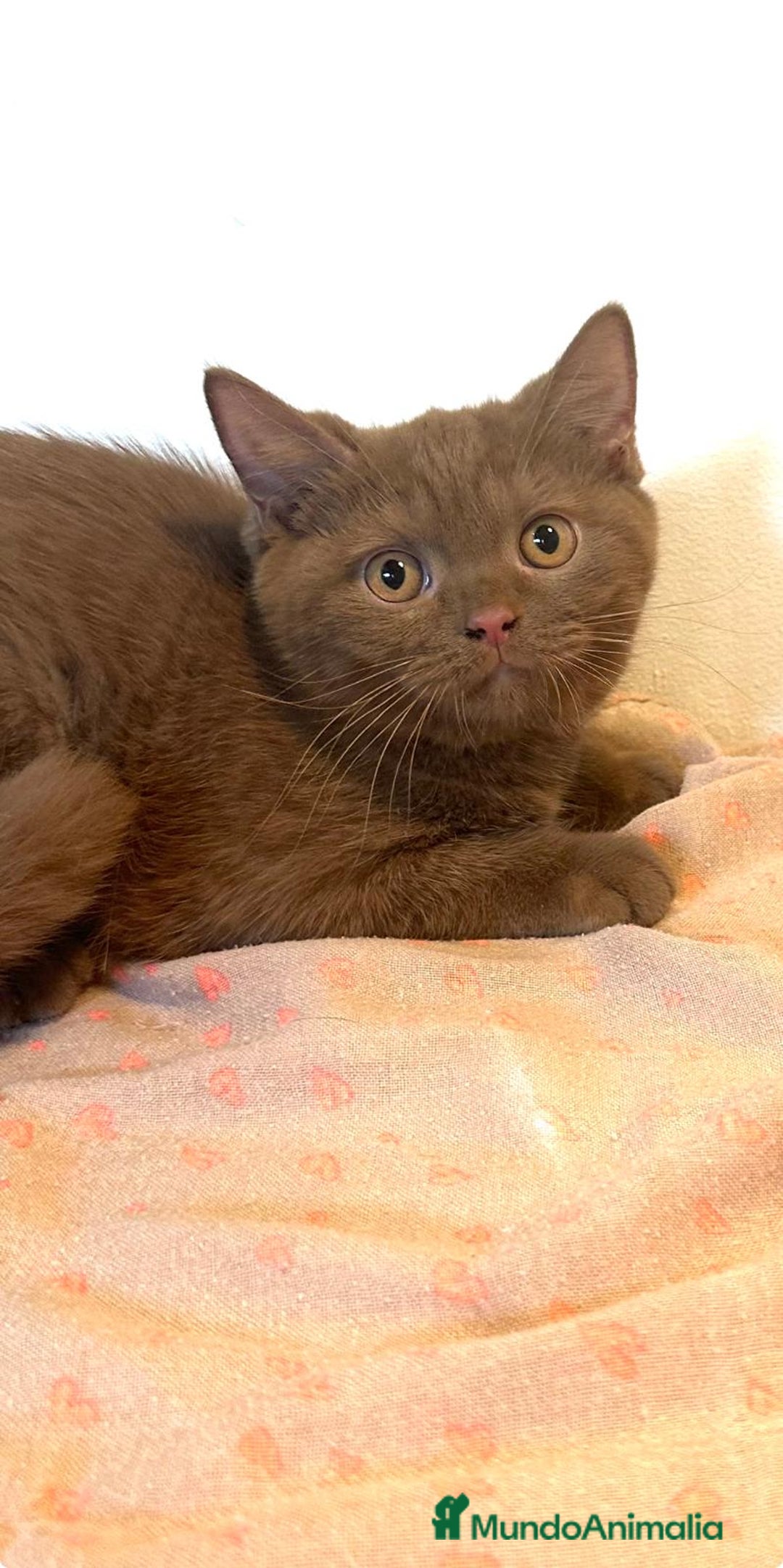 Británico de Pelo Corto gatos en venta: Macho british cinnamon - Imagen 1