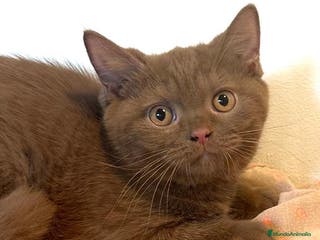 Británico de Pelo Corto gatos Macho british cinnamon - Anuncio 8