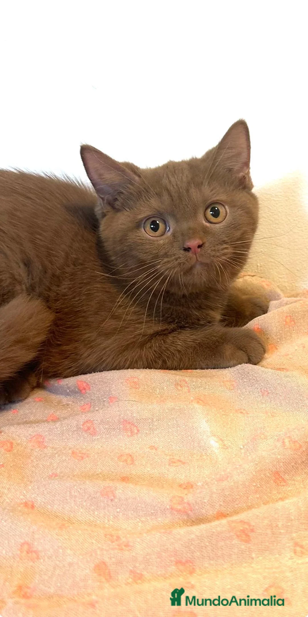 Británico de Pelo Corto gatos en venta: Macho british cinnamon - Anuncio 1