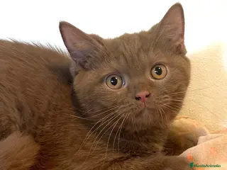 Británico de Pelo Corto gatos Macho british cinnamon - Anuncio 22