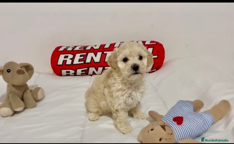 Maltipoo perros - Anuncio 5