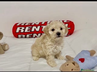 Maltipoo perros - Anuncio 4