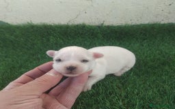 Bichón Maltés perros en venta: Bichon maltés toys - Anuncio 1