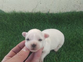 Bichón Maltés perros Bichon maltés toys - Anuncio 14