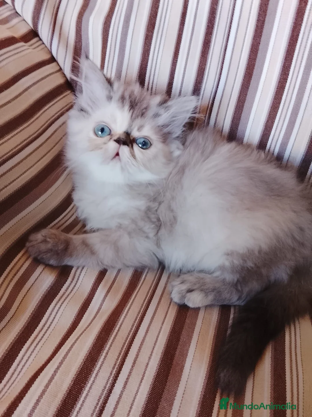 Persa gatos en venta: Gatas persas  - Anuncio 2