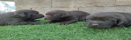 Labrador Retriever perros en venta: Cachorros de labrador chocolate  - Anuncio 1