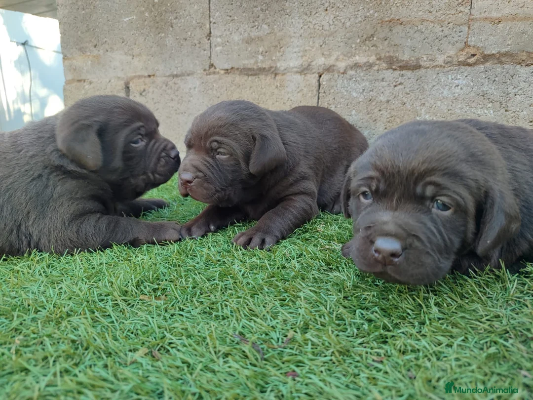 Labrador Retriever perros en venta: Cachorros de labrador chocolate  - Anuncio 1