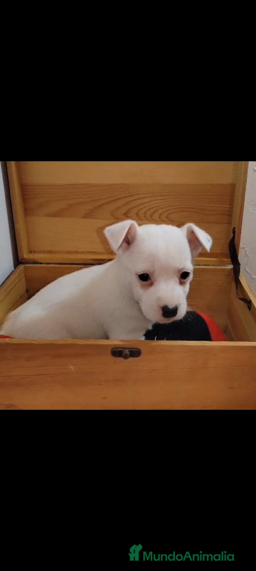 Jack Russell Terrier perros en venta: Jack Russell  - Anuncio 3