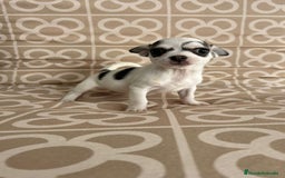Chihuahua perros en venta: Macho chihuahua toys  - Imagen 4