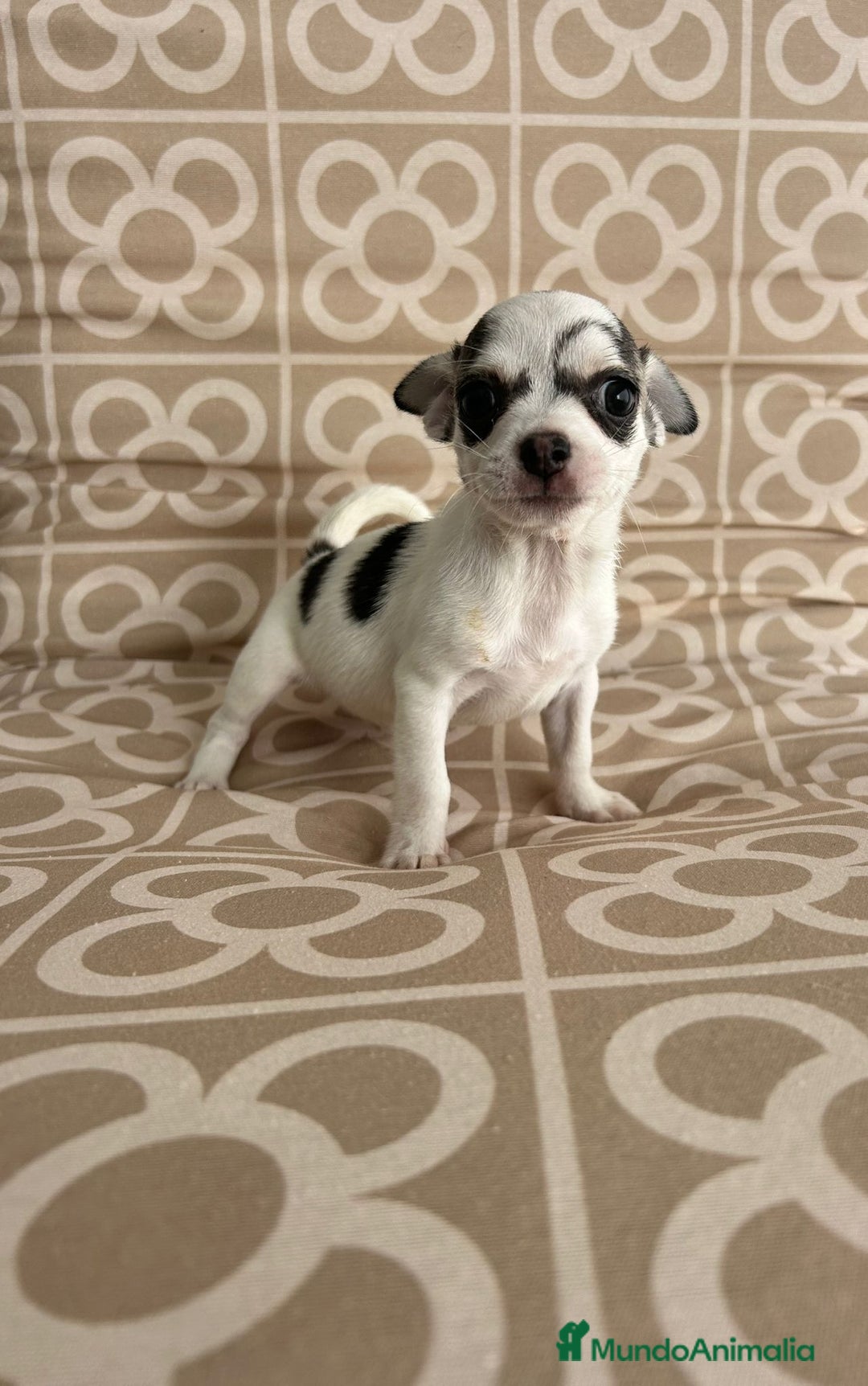 Chihuahua perros en venta: Macho chihuahua toys  - Imagen 4