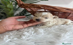 Maltipoo perros en venta: MALTIPOO MACHO - Imagen 15