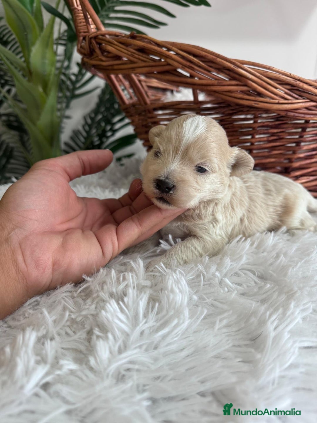 Maltipoo perros en venta: MALTIPOO MACHO - Imagen 15