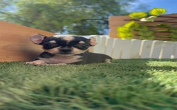 Chihuahua perros en venta: CHIHUAHUA HEMBRA - Imagen 8