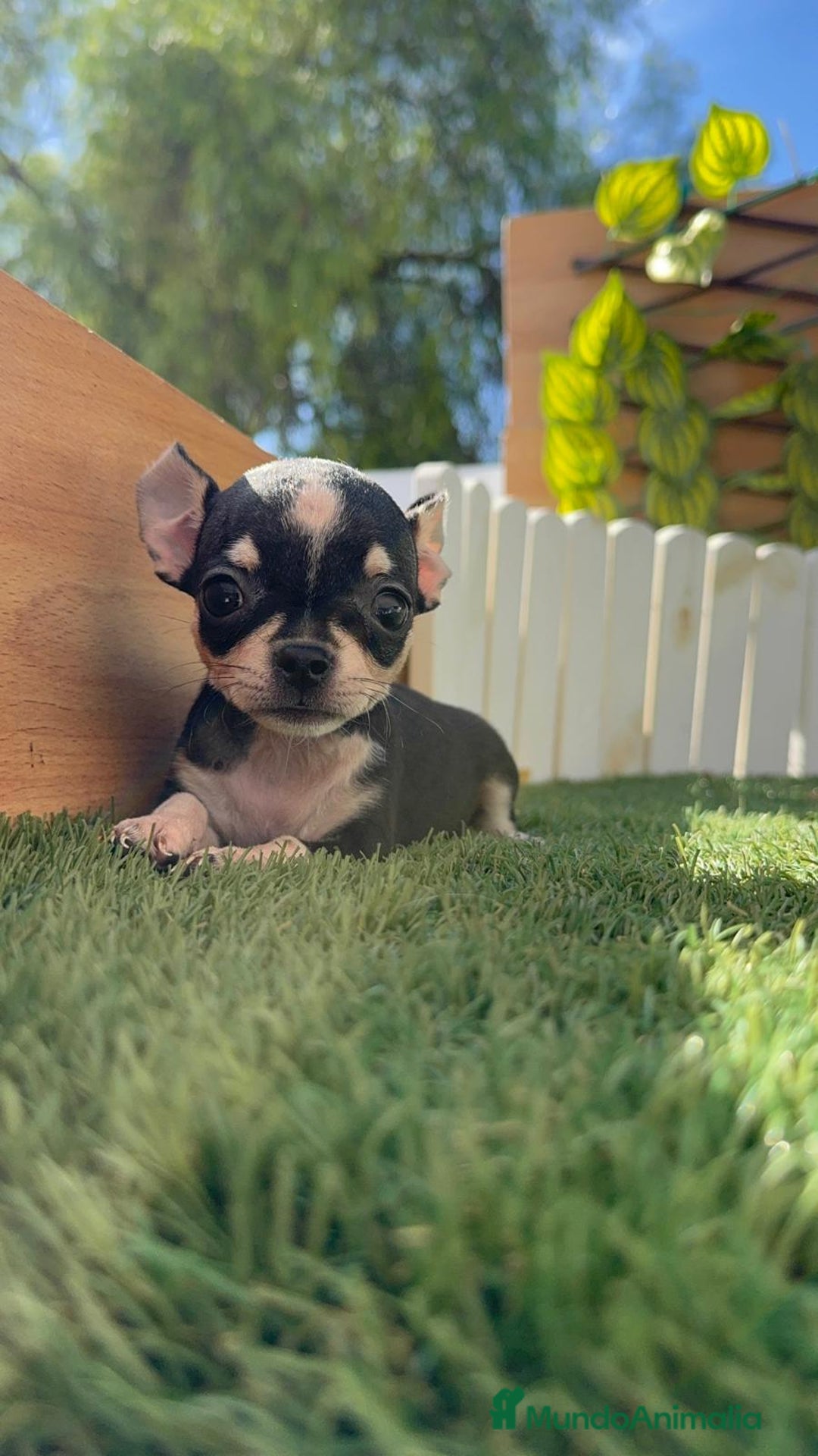 Chihuahua perros en venta: CHIHUAHUA HEMBRA - Imagen 8