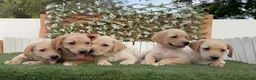 Labrador Retriever perros en venta: LABRADOR RETRIEVER - Anuncio 4