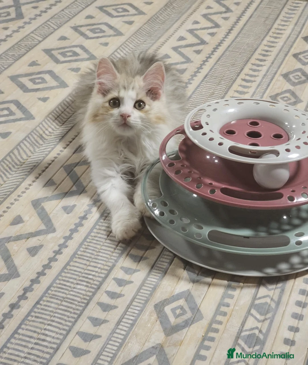 Kurilean Bobtail de Pelo Largo gatos en venta: Kurilian Macho - Anuncio 17