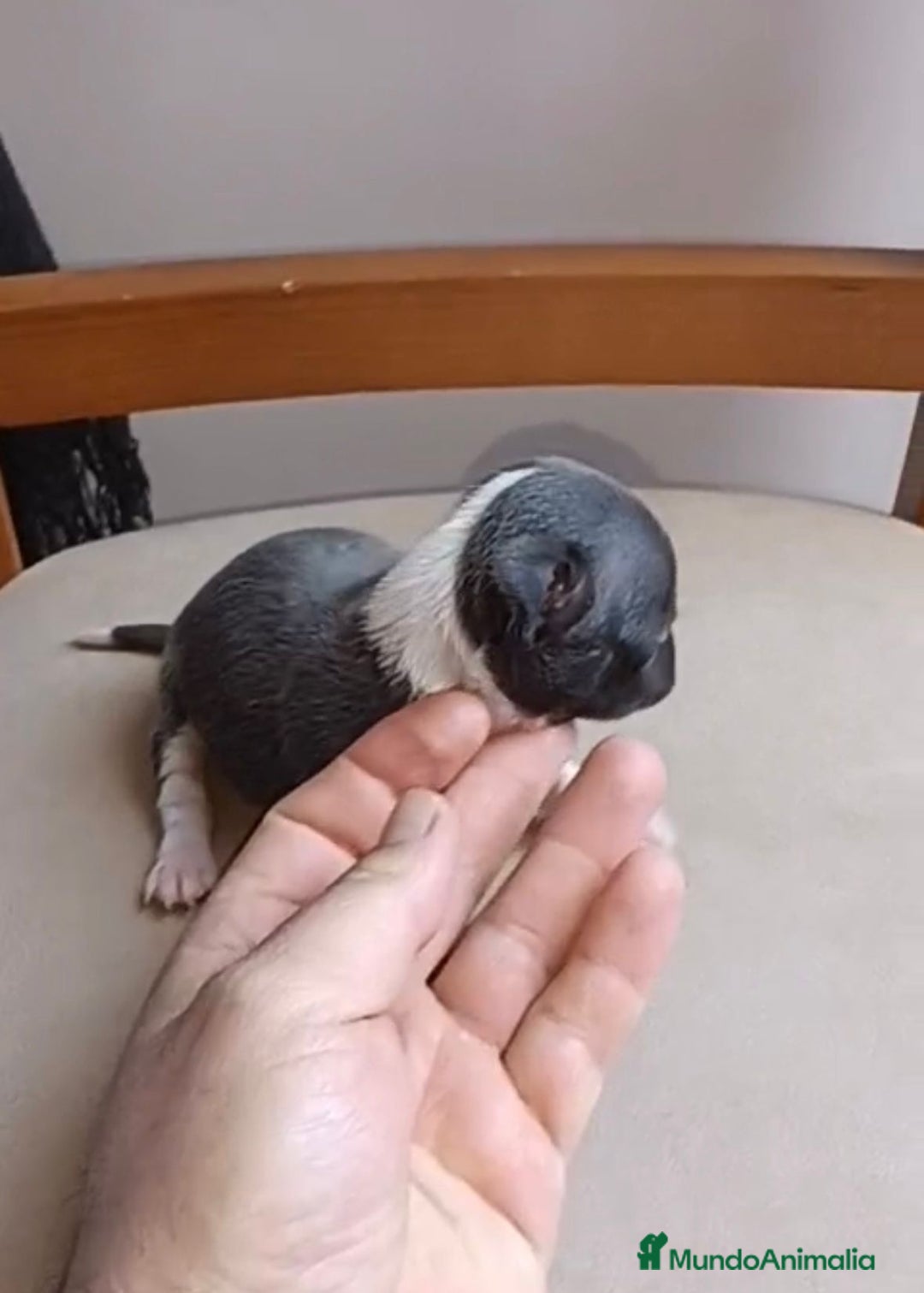 Chihuahua perros en venta: Chihuahua Mini toy blue - Anuncio 6