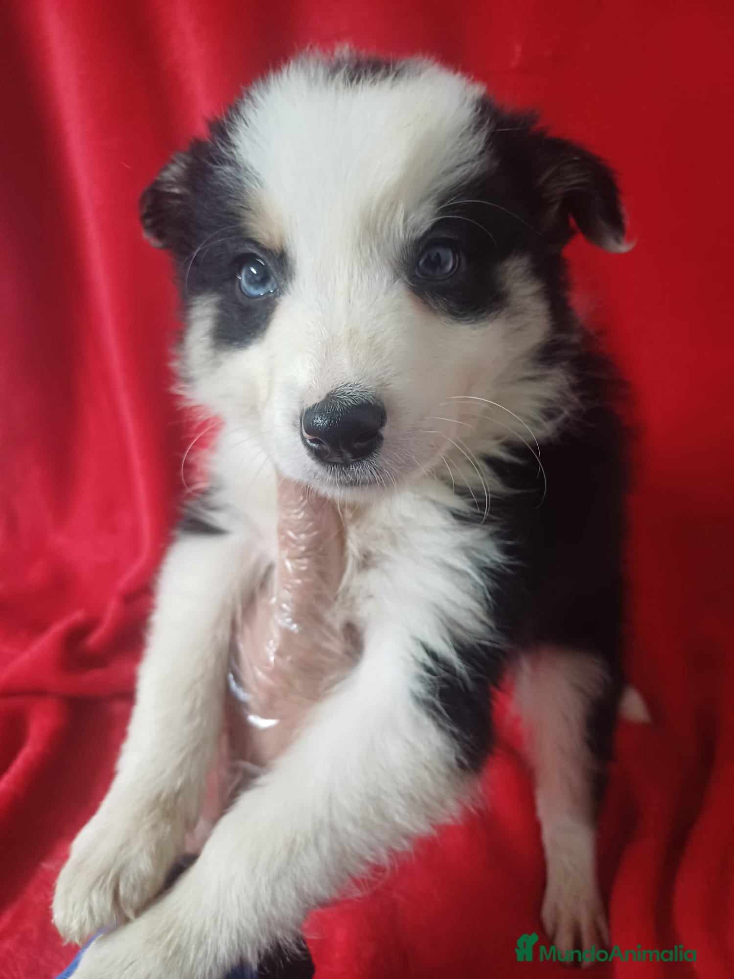 Border Collie perros Border Collie Blanco y Negro  - Anuncio 13